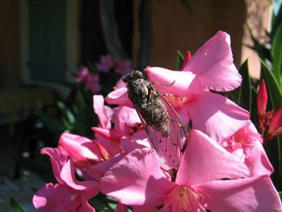cigalo2.jpg